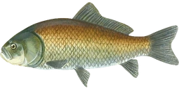 BigFishSmolFish emote for Discord