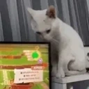 bite emote for Discord