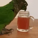 BirdSip emote for Discord