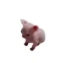 bingus emote for Discord