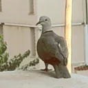 birdLeave emote for Discord