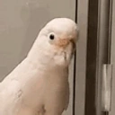 birdJAM emote for Discord