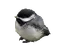 birdFloat emote for Discord