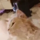 biteU emote for Discord