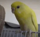 birdVanish emote for Discord