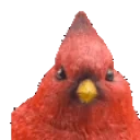 birdShake emote for Discord