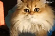 BisouSniffa emote for Discord