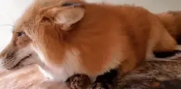 bite emote for Discord