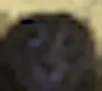 bituhrate emote for Discord