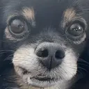 atlasBoop emote for Discord