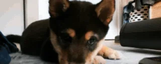 Attac emote for Discord