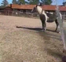 autismhorse emote for Discord