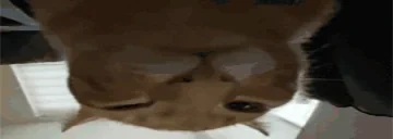 aussiebuh emote for Discord