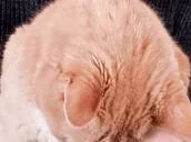 aurangeCat emote for Discord