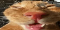 auh emote for Discord