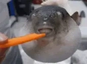 AUGH emote for Discord