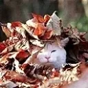 Autumn emote for Discord