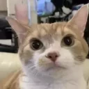 auh emote for Discord