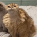 augh emote for Discord