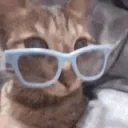 auntCat emote for Discord