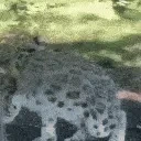 AutismSnowLeopard emote for Discord