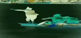 aura emote for Discord