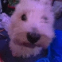 aucJAMMIES emote for Discord