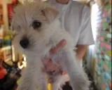 aucModcheck emote for Discord