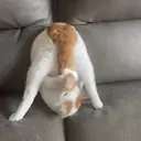 autofellatio emote for Discord