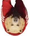 australianboris emote for Discord