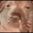 autismRant emote for Discord