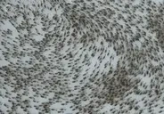 autismDeer emote for Discord