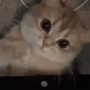 averageCatFan emote for Discord