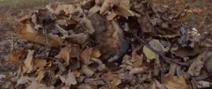 Autumn emote for Discord