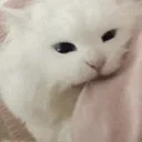 avacuoss emote for Discord