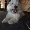 aucHappy emote for Discord