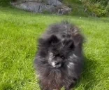 AvoArrive emote for Discord