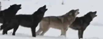 awoo emote for Discord