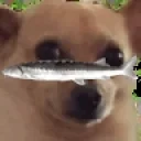 awkdippedinjoel emote for Discord