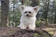 awwthatyoshiissocuteHOL emote for Discord