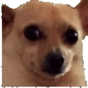 awkcheck emote for Discord