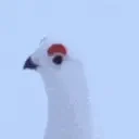 AWEBO emote for Discord