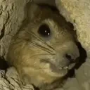 AWAWA emote for Discord