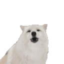 AWOO emote for Discord