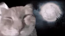 awoo emote for Discord