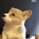 awooo emote for Discord