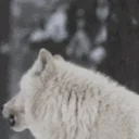 awooo emote for Discord