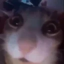 AwareCat emote for Discord