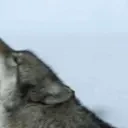 AWOO emote for Discord