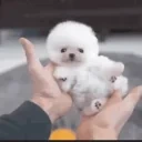 awwthatdogissocuteHOLYS emote for Discord